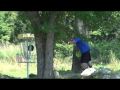 2015 Vacationland Open Final Safari 9